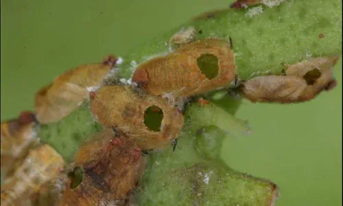 Tamarixia radiata