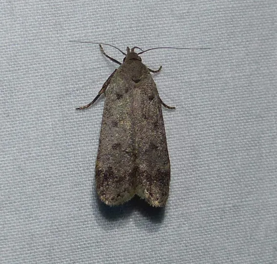 Anacampsis innocuella
