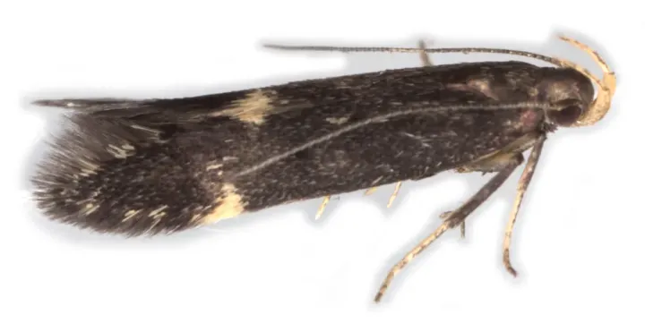 Eulamprotes atrella