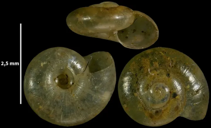 Clear glass snail