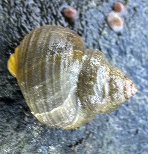 Rough periwinkle