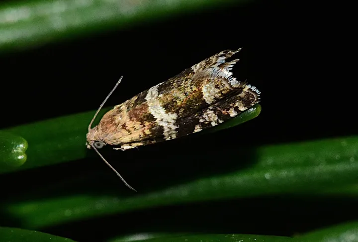 Fir needle tortrix