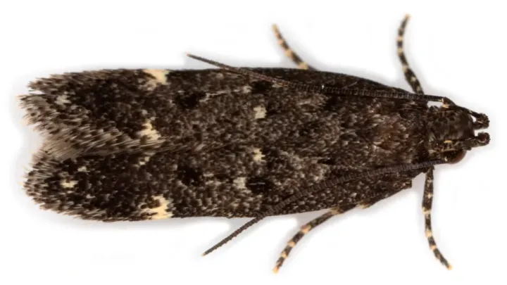 Hawthorn groundling moth
