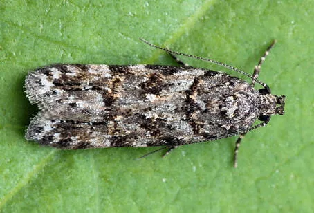 Teleiopsis moth