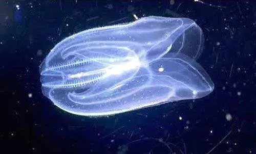 Cestum veneris
