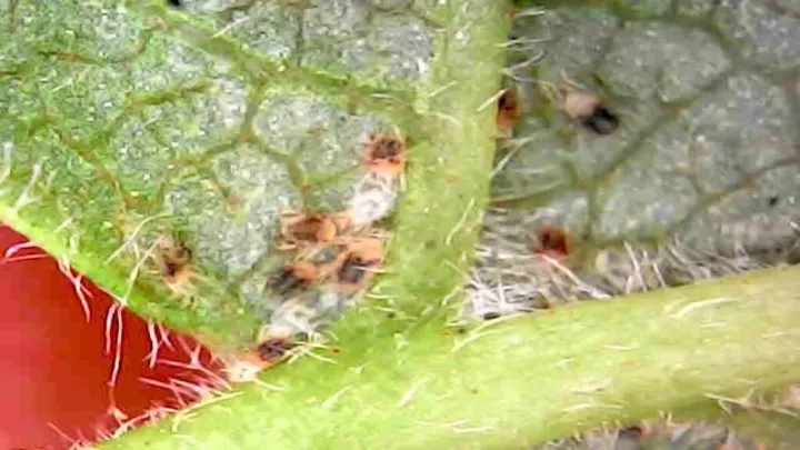 Паутинный клещ horridus