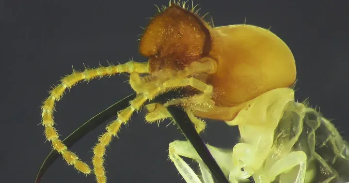 Globitermes sulphureus
