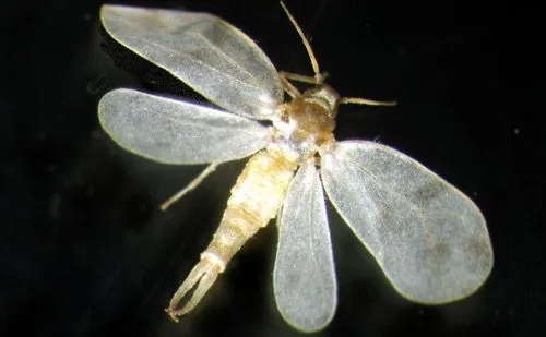 Rugose spiraling whitefly