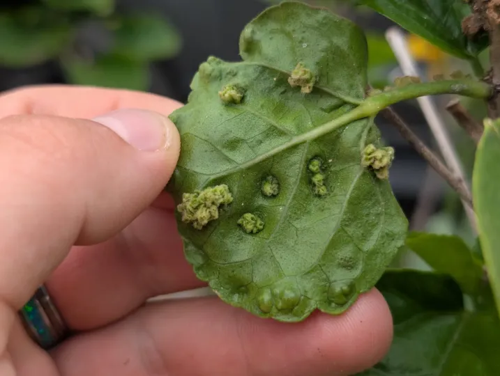 Hibiscus gall mite