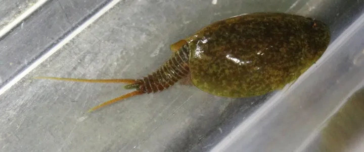 Tadpole shrimp