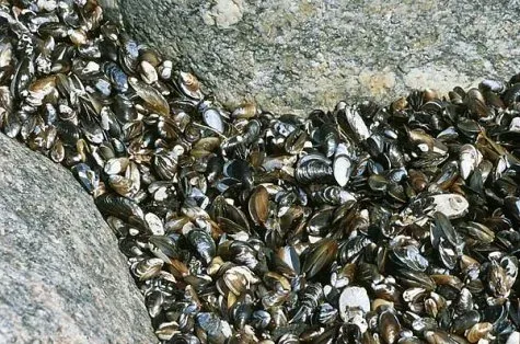 Blue mussel