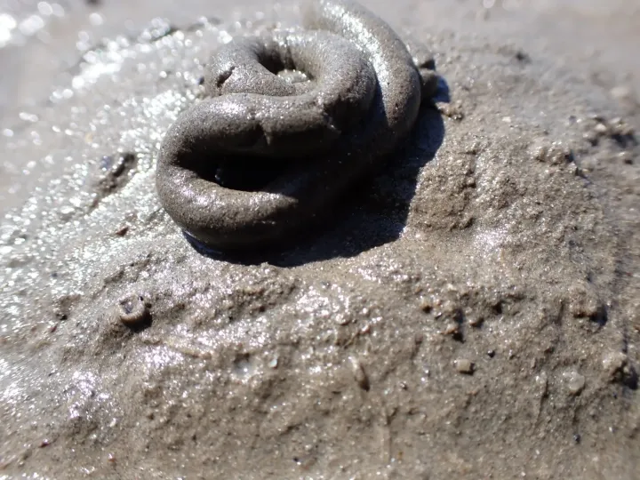 Lugworm