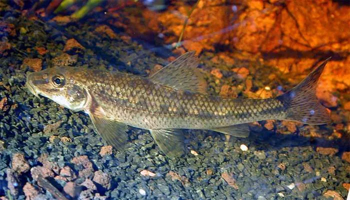 Gudgeon