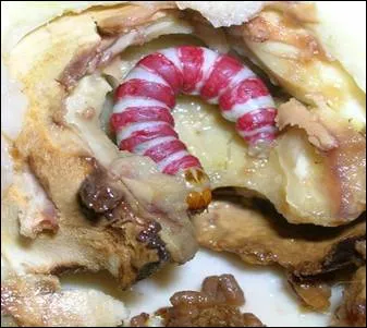 Какаовая плодожорка