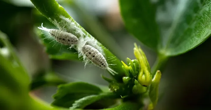 Peruvian mealybug