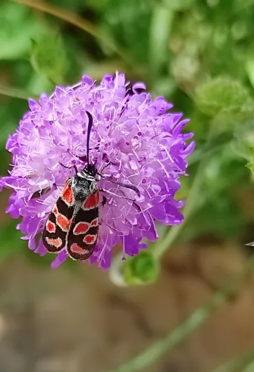 Carniolan burnet
