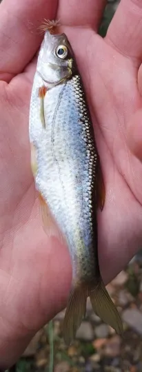 Быстрянка