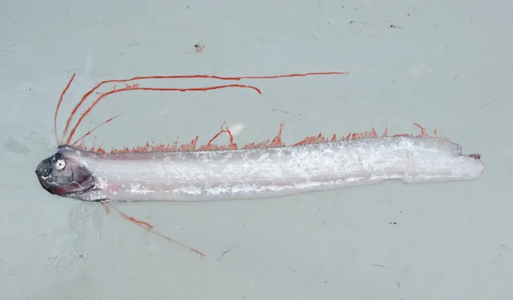 Oarfish
