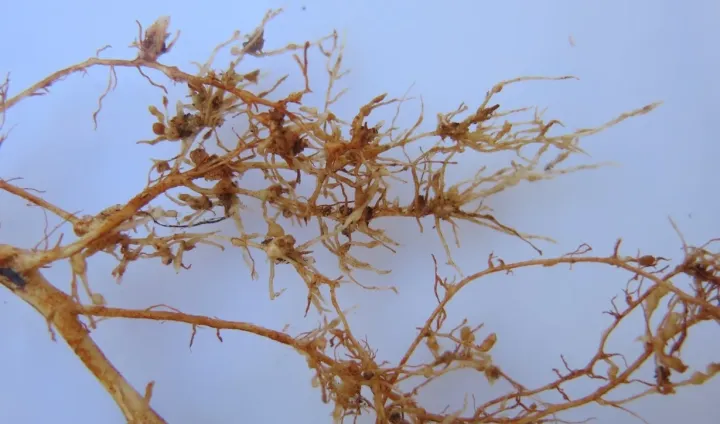 Root-knot nematode