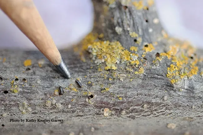 Walnut twig beetle