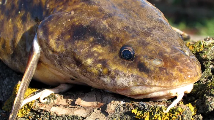 Burbot