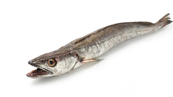 European hake