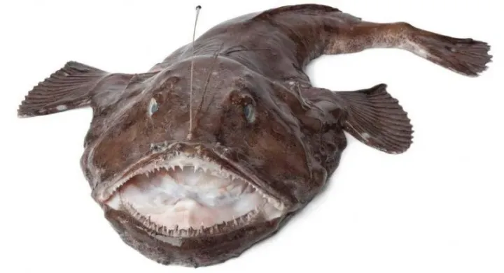 Blackbellied angler