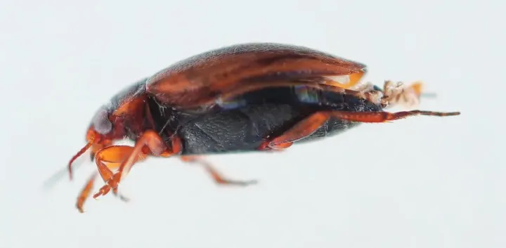 Striped diving beetle