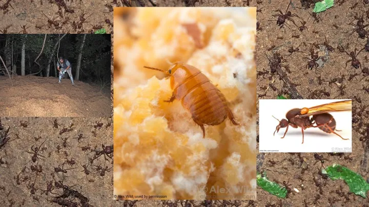 Ant-loving cockroach