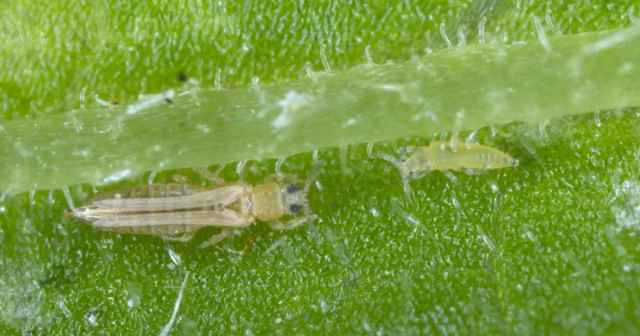 Western flower thrips