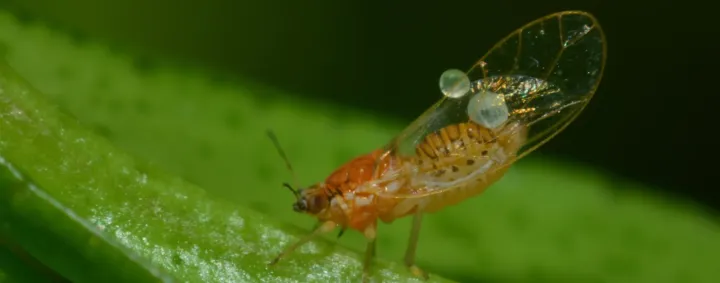 African citrus psyllid