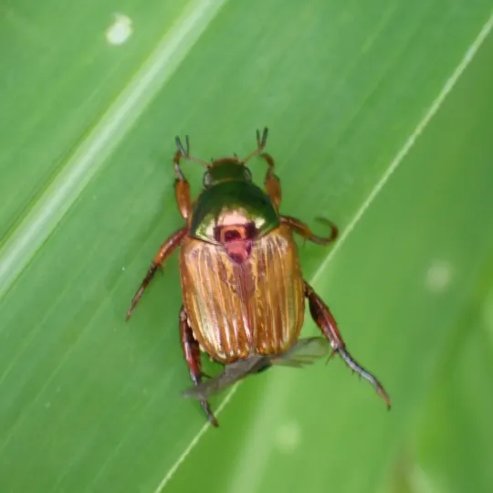 Lewis beetle