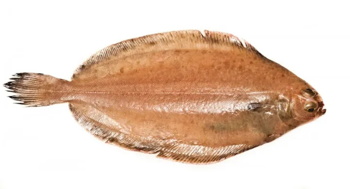 Witch flounder