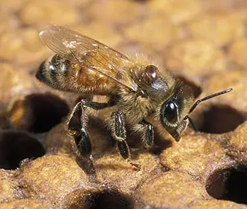 Varroa rindereri