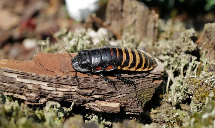 Madagascar hissing cockroach