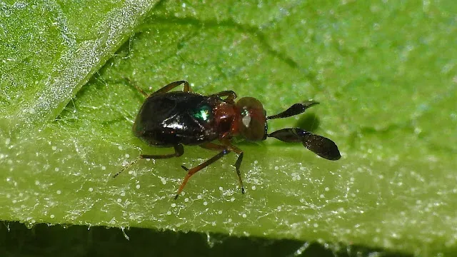 Cryptanusia taiwanus