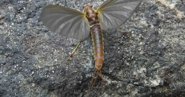 Brachycercus harrisella