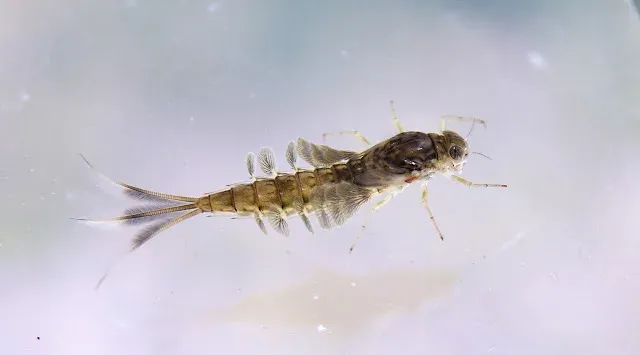 Summer mayfly