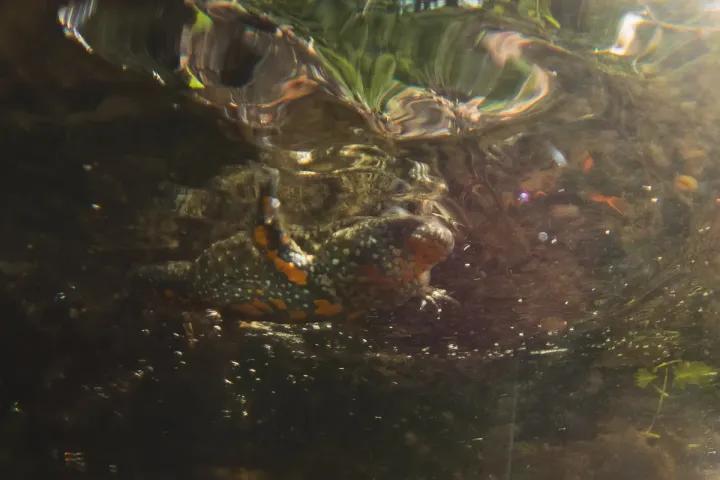 Fire-bellied toad