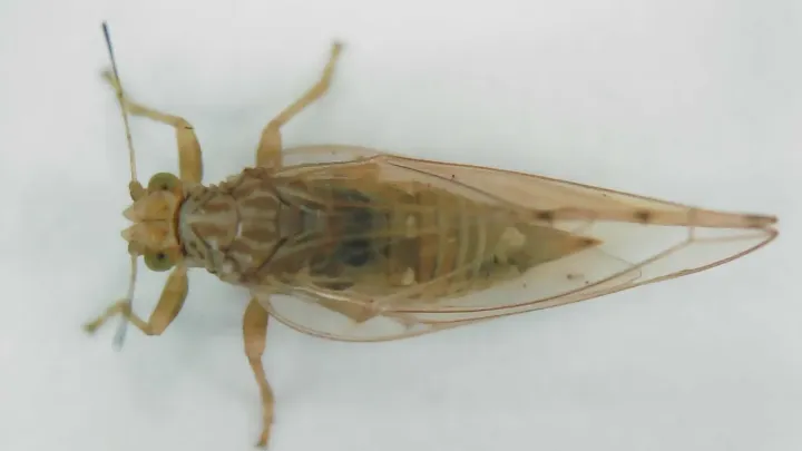 Three-spotted psyllid