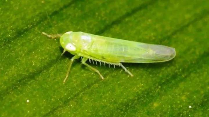Asymmetrasca