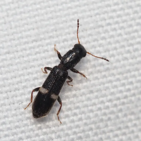 Tarsostenus univittatus
