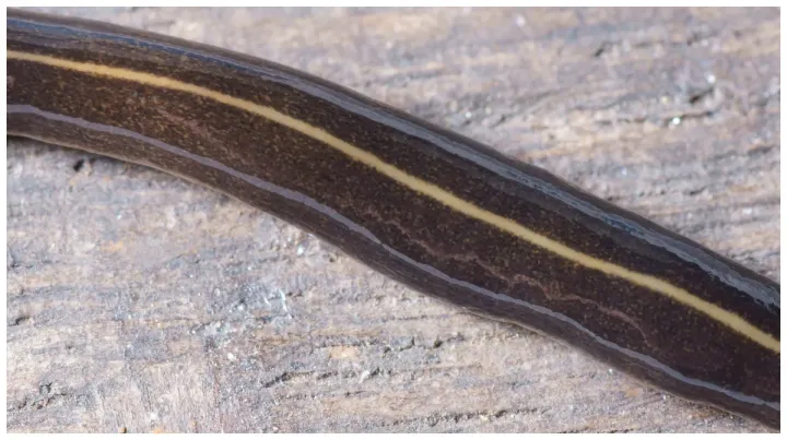 New Guinea flatworm
