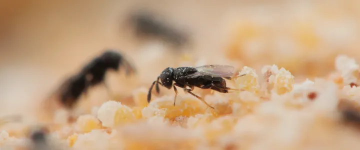Coccidoxenoides