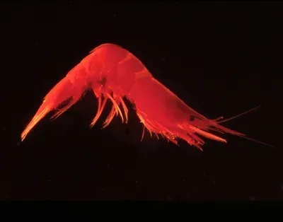 Purple deep-sea shrimp