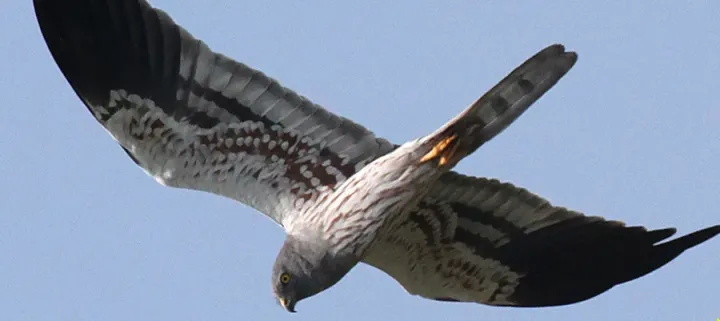 Montagu's harrier