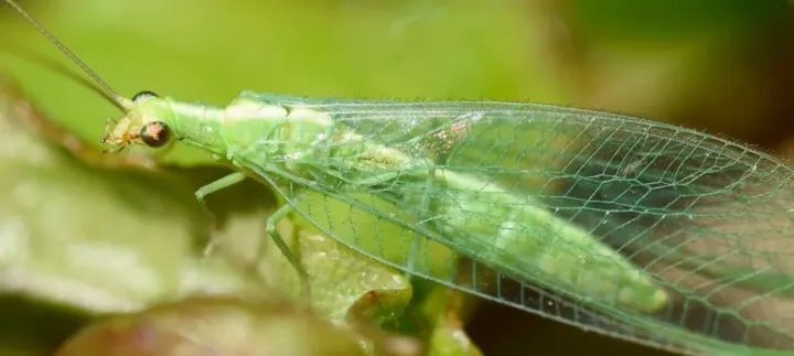 Green lacewing