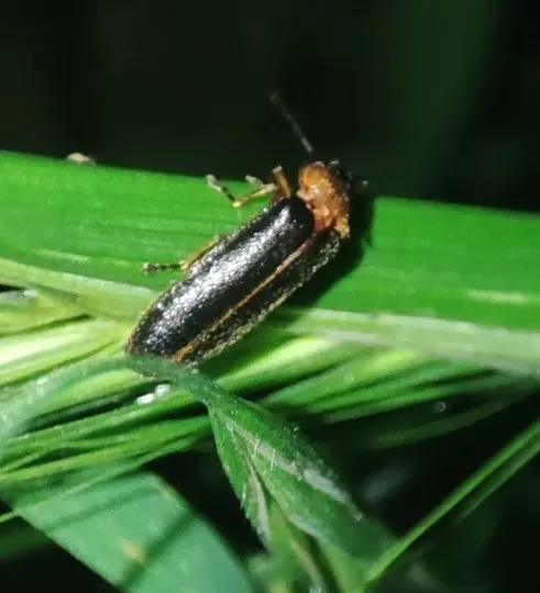 Italian firefly