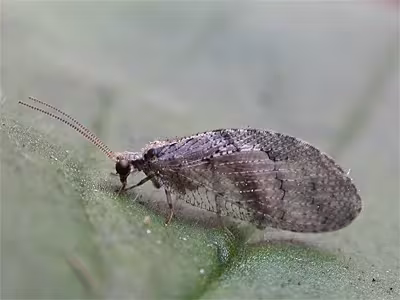 Wesmaelius