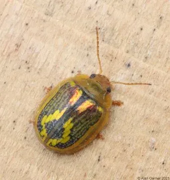 Selman's eucalyptus leaf beetle